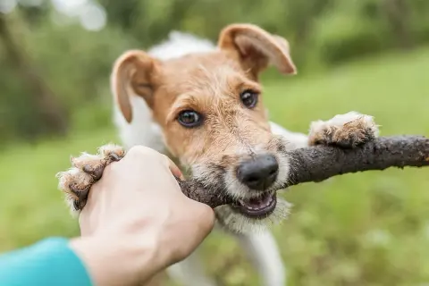 Un chien hyperactif, un terrier aux poils broussailleux, tire sur un bâton avec une main humaine. Ses yeux pétillent de joie.