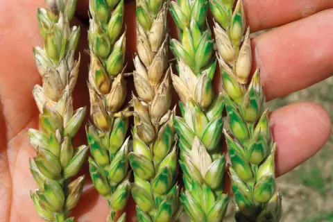 Épis de blé affectés par *Fusarium graminearum*, montrant des grains décolorés et une croissance anormale.