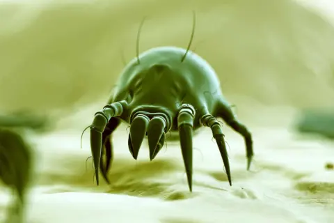Microscopic view of a dust mite. Curious if vinegar kills dust mites? This tiny creature is the culprit behind many allergies.