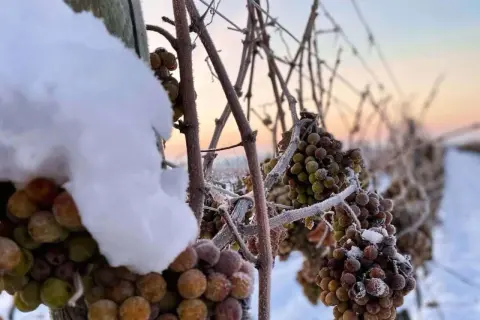 Gefrorene Trauben im Schnee, bereit für die Eisweinernte. Was ist Eiswein? Ein süßer, konzentrierter Wein, der aus gefrorenen Trauben gewonnen wird.
