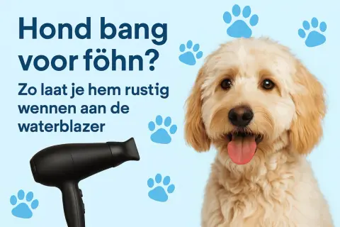 Hond overgevoelig voor geluid? Een lieve hond met tong uit zijn bek, naast een föhn. Tips om je hond te laten wennen aan de waterblazer.