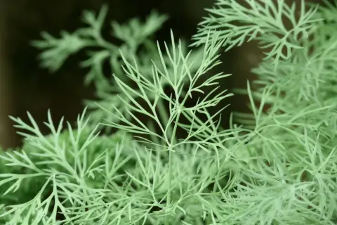 Zarte grüne Dillspitzen, die zum Nachdenken anregen, wieviel Dill man essen darf.
