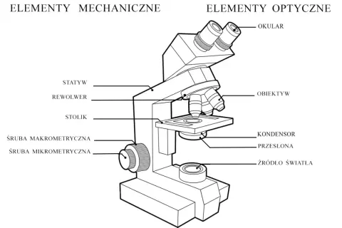 Schemat budowy mikroskopu: elementy mechaniczne (statyw, rewolwer, stolik, śruby) i optyczne (okular, obiektyw, kondensor, źródło światła).