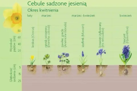 Jesienne sadzenie kwiatów: Poradnik po bylinach i cebulach