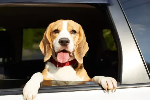 Wesoły pies rasy beagle wychyla łeb przez okno samochodu, ciesząc się podróżą.