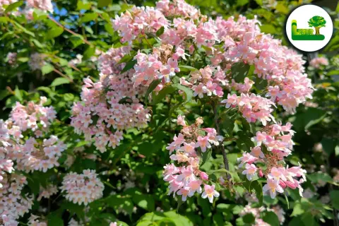 Zarte rosa Blüten der Kolkwitzie, bereit für den Rückschnitt.