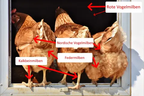 Hühner mit roten Pfeilen, die auf verschiedene Milbenarten wie Rote Vogelmilben, Nordische Vogelmilben, Feder- und Kalkbeinmilben zeigen.