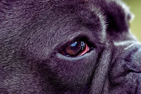Zbliżenie na oko psa rasy Cane Corso. Widoczna jest błona migawkowa, czyli trzecia powieka, lekko zaczerwieniona.