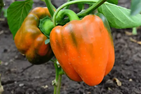 Pomarańczowe papryki na łodydze. Warto je jeść, bo to właśnie papryka ma najwięcej witaminy C.
