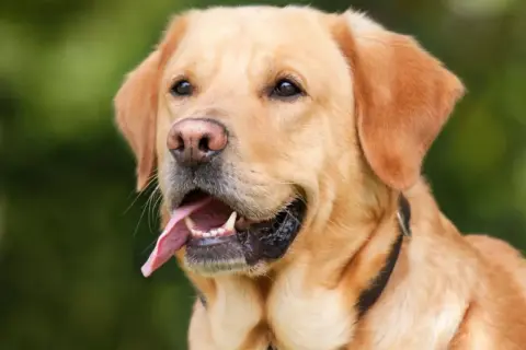Uśmiechnięty, złoty labrador z wystawionym językiem. Zastanawiasz się, ile powinien jeść dorosły labrador?