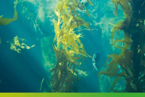 Forêt de varech sous-marine, un écosystème vibrant. Un poisson nage parmi les algues, un exemple d'anti algues naturel.