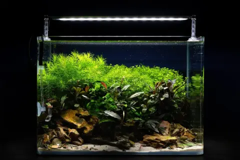 Un aquarium planté de ver d'eau douce, avec des roches, du sable et une végétation luxuriante sous un éclairage LED.