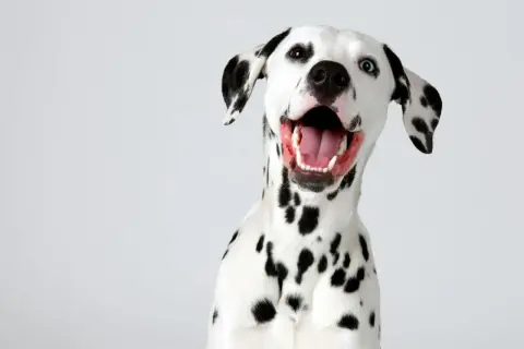 Un dalmatien au caractère joyeux, avec la gueule ouverte et un regard espiègle. Ses taches noires ressortent sur son pelage blanc.