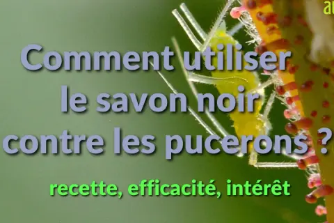 Comment utiliser le savon noir contre les pucerons ? Recette, efficacité, intérêt.