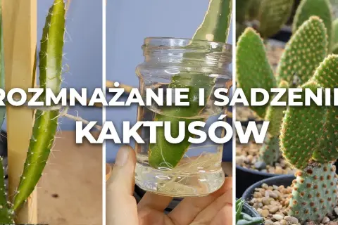 Jak sadzić kaktusy w doniczce: uniknij najczęstszych błędów