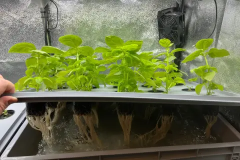 Gröna basilika plantor växer i ett hydroponiskt system. Rötterna hänger ner i vattnet, redo för en god gse-skörd.