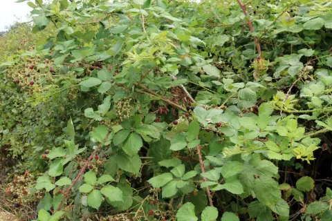 Dichte Brombeersträucher mit reifen und unreifen Beeren. Vorsicht beim Brombeeren entfernen, die Dornen sind spitz!