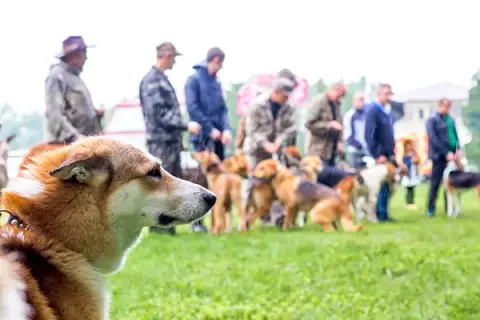Jak założyć hodowlę psów: krok po kroku do legalnej działalności