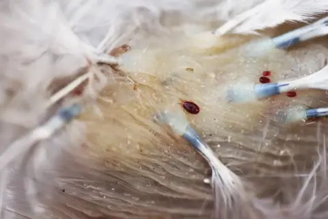 Nahaufnahme von federlingen, die sich auf der Haut eines Huhns befinden. Kleine rote und braune Parasiten krabbeln zwischen den Federn.