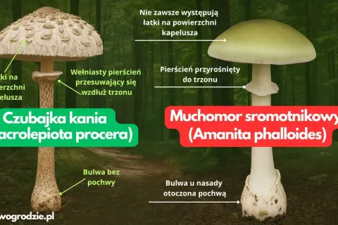 Porównanie czubajki kani i muchomora sromotnikowego. Zobacz, jak wygląda kania trująca, która łudząco przypomina jadalną kuzynkę.