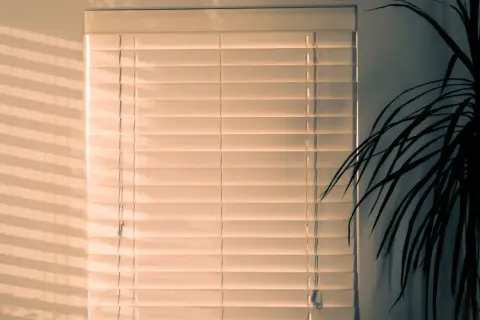 Plantas que no necesitan luz: opciones ideales para espacios oscuros
