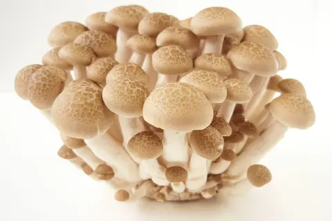 En klase bruna shimeji svampar, perfekta för ett snabbt och gott shimeji svamp recept.