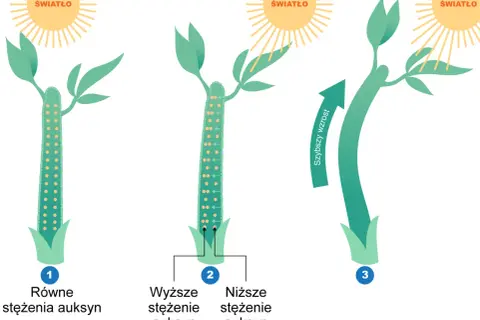 Ilustracja pokazuje wpływ światła na wzrost rośliny i dystrybucję auksyn. Różne stężenia fitohormonów wpływają na kierunek wzrostu.