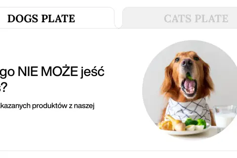 Złoty retriever z brokułem w pysku, obok talerz z jedzeniem i mlekiem. Dowiedz się, czego NIE MOŻE jeść pies.
