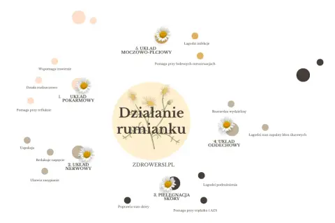 Rumianek na żołądek: wspomaga trawienie, działa rozkurczowo, pomaga przy refluksie. Kwiaty rumianku symbolizują jego dobroczynne działanie.