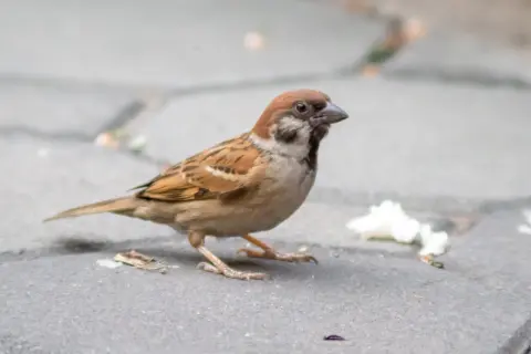 Ile lat żyje wróbel? Średnia, rekordy i jak im pomóc