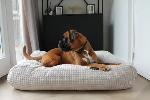 Brauner Boxer entspannt auf seinem weichen Hundebett. Zeit für eine Reinigung, damit es wieder frisch duftet.
