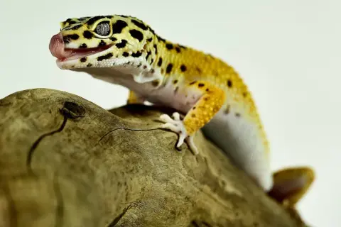 Gekony co jedzą? Odkryj sekrety ich diety i zdrowego żywienia
