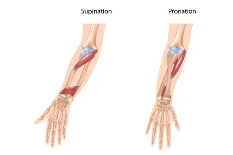 Illustration zeigt die Bewegungen Pronation und Supination des Unterarms mit Muskeln und Knochen.