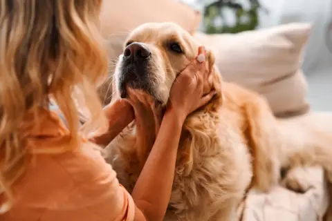 Blondynka głaszcze swojego psiego przyjaciela, złotego retrievera, który leży na kanapie.
