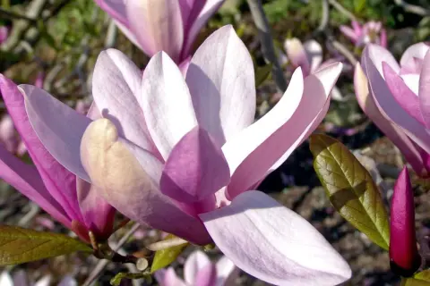 Magnolia ‘Betty’ – piękno, które przyciąga spojrzenia