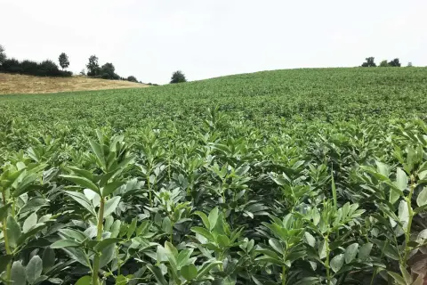 Ein weites Feld mit jungen Bohnenpflanzen, die sich im Vordergrund dicht aneinanderreihen. Im Hintergrund erstreckt sich eine grüne Hügellandschaft unter einem hellen Himmel.