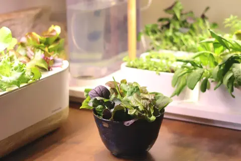 En skål med färsk baby leaf-sallad står på ett träbord, med en hydroponisk odling i bakgrunden.