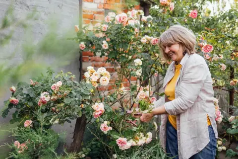 Uśmiechnięta ogrodniczka przycina róże po przekwitnięciu, dbając o krzewy w swoim ogrodzie.
