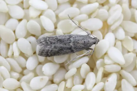 Un papillon de farine gris, aux ailes tachetées, se repose sur un lit de graines de sésame blanches.