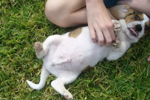 Un cachorro juguetón con barriga hinchada en el césped, recibe cosquillas en la panza.