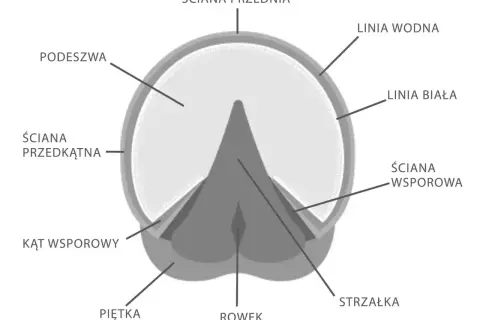 Schemat budowy kopyta konia, z zaznaczonymi elementami jak podeszwa, strzałka i ściany. Wiedza ta może pomóc w znalezieniu odpowiedniego leku na trzeszczki.