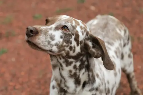 Ein Australian Shepherd Dalmatiner Mix mit braunen Flecken auf weißem Fell blickt neugierig zur Seite.