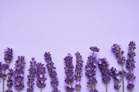 Lavendelblüten auf lila Hintergrund. Der Duft von Linalool beruhigt.