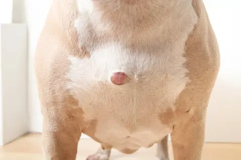 Close-up of a dog's flank showing a small, pink, hard growth on its skin.