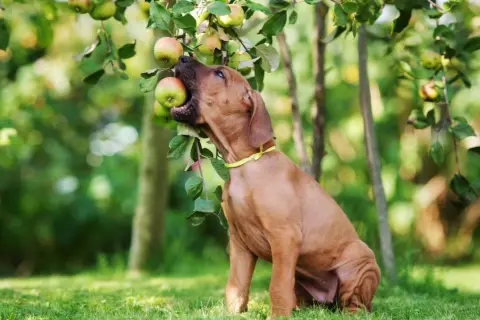 Brauner Hund mit gelbem Halsband beißt in einen Apfel, der von einem Baum hängt.