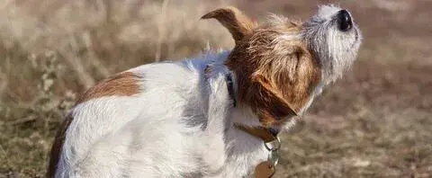 Cómo son las pulgas de perro y cómo proteger a tu mascota