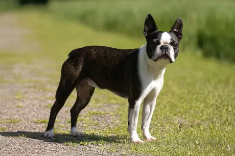 Un adorable boston terrier con su distintivo pelaje blanco y negro posa en un camino de grava rodeado de hierba verde.