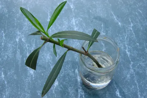 Une bouture d'olivier dans un bocal d'eau, montrant des racines naissantes. Peut-on bouturer un olivier dans l'eau ? La réponse semble être oui !