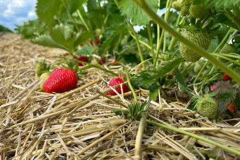 Reife und grüne Erdbeeren auf Stroh. Die sorgfältige Pflege der Erdbeerpflanzen sorgt für eine reiche Ernte.