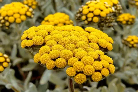 Nahaufnahme von gelben Immortellenblüten. Die **immortelle wirkung psyche** wird oft mit beruhigenden Eigenschaften assoziiert.